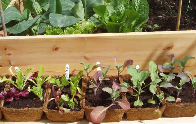 Organic Vegetable Plants