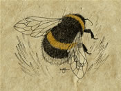 Bumblebee on Clover Print