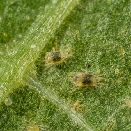 How to Get Rid of Spider Mites Organically UK