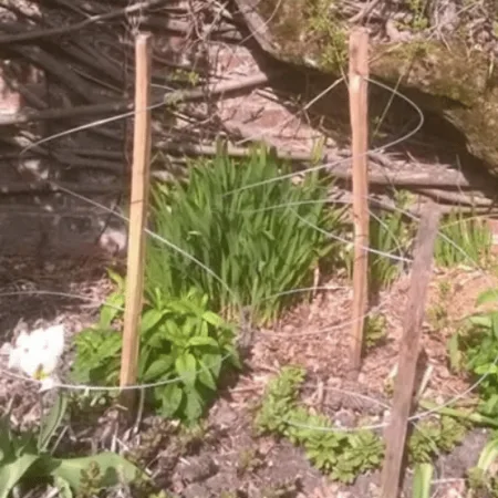 handmade chestnut plant support