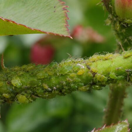 How to Get Rid of Aphids Organically UK