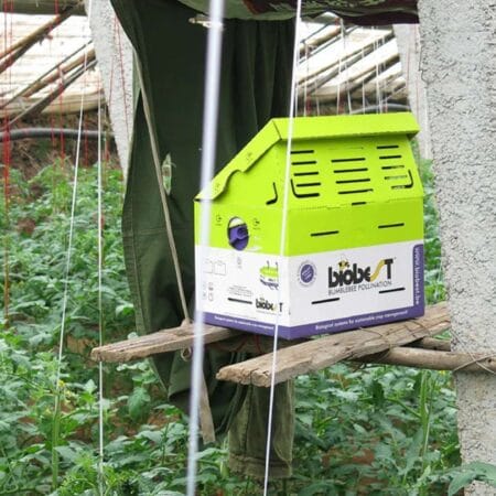 How To Start A Bumblebee Colony