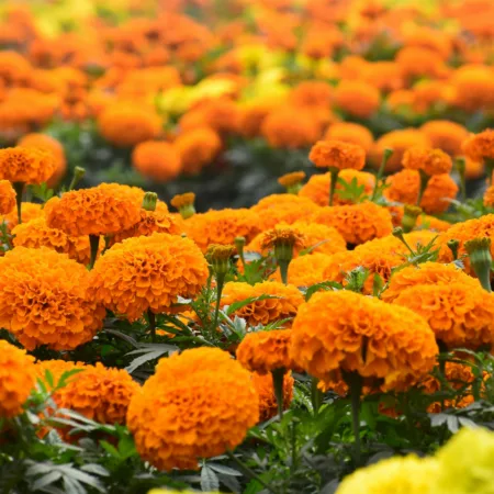tagetes flower example - the natural gardener