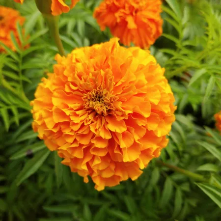 tagetes flower close up - the natural gardener