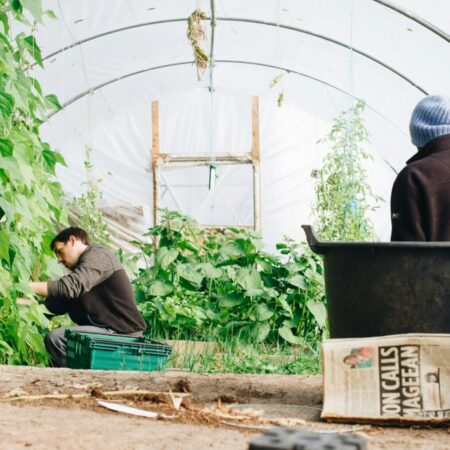 August Gardening Jobs: Grow Gently, Grow Well